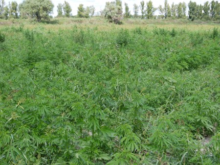 На Полтавщине уничтожили 1,5 гектара посевов конопли (ФОТО)