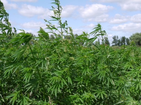 На Полтавщине уничтожили 1,5 гектара посевов конопли (ФОТО)