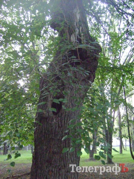 «Городской сад» в Кременчуге стал напоминать скорее лес после урагана (ФОТО)