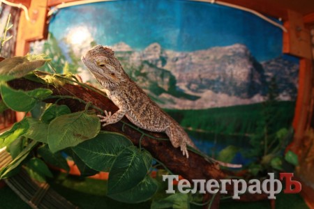 В ГДК поселились экзотические животные (ФОТО)