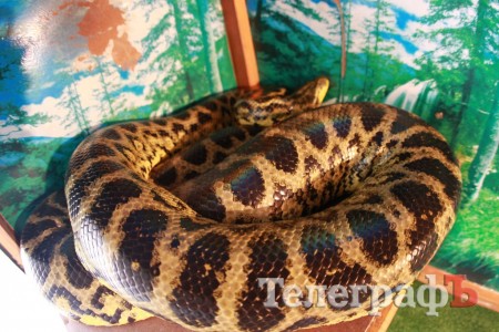 В ГДК поселились экзотические животные (ФОТО)