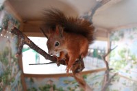 В ГДК поселились экзотические животные (ФОТО)