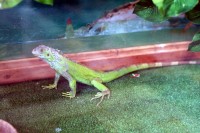 В ГДК поселились экзотические животные (ФОТО)