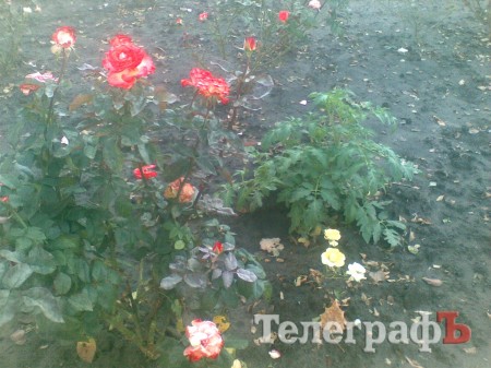 Приколы нашего городка: роз нет – садите помидоры (ФОТО)