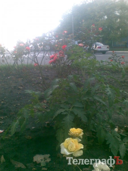 Приколы нашего городка: роз нет – садите помидоры (ФОТО)