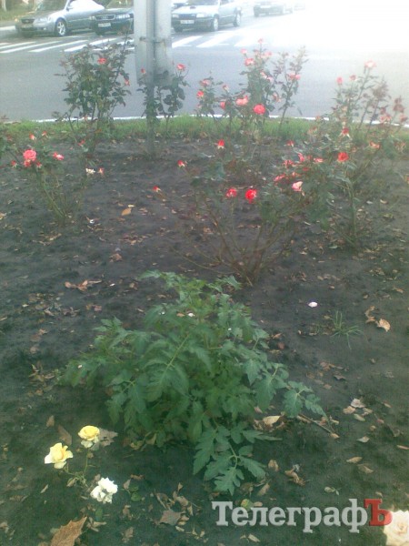 Приколы нашего городка: роз нет – садите помидоры (ФОТО)