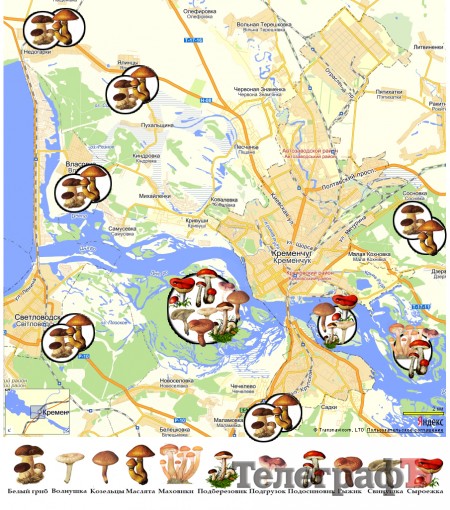 Даже белый гриб может уложить вас «на лопатки»