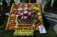 В Кременчуге прошла выставка цветов ко дню города (ФОТО)