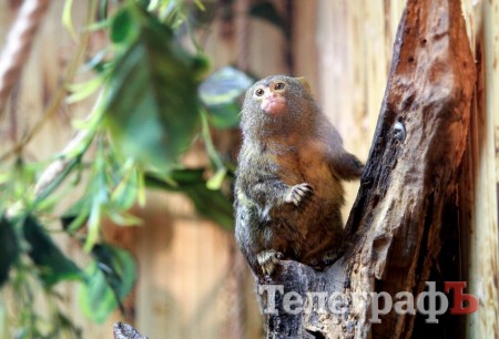 В Кременчуг привезли много диких обезьян