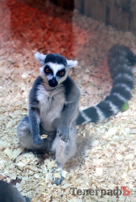 В Кременчуг привезли много диких обезьян