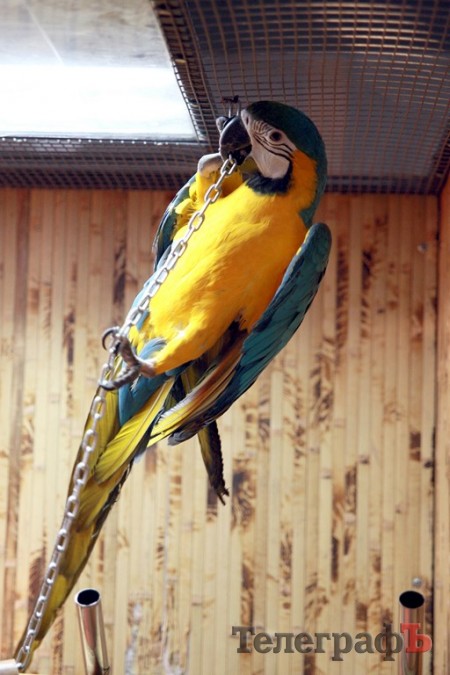 В Кременчуг привезли много диких обезьян