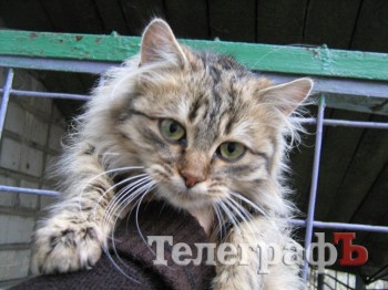 Котенок хочет в семью