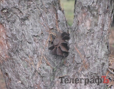 Под Кременчугом нашли мину, которая вросла в сосну и поднялась над землёй на 1,5 метра