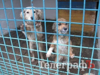 Заберите щенков!