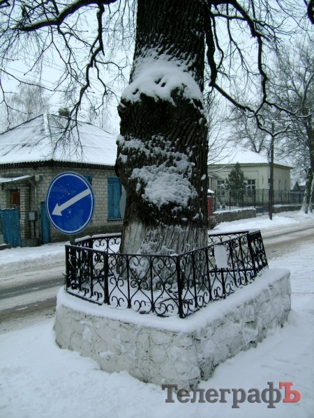 Самый старый дуб в Кременчуге получил имя великого изобретателя Николы Теслы