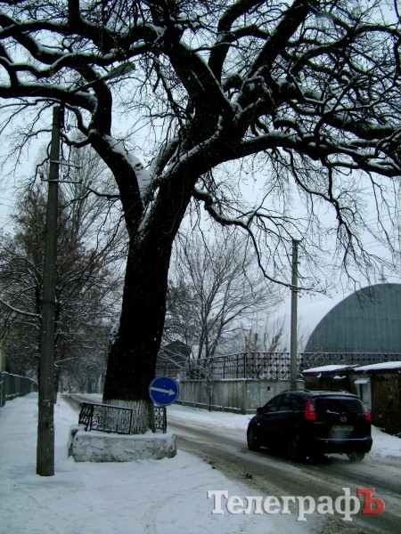 Самый старый дуб в Кременчуге получил имя великого изобретателя Николы Теслы