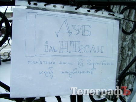 Самый старый дуб в Кременчуге получил имя великого изобретателя Николы Теслы