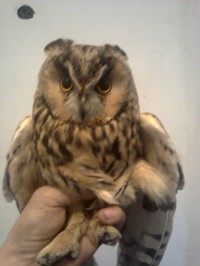 Як «ТелеграфЪ» знаходить тваринам господарів