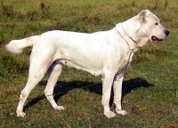 Питомник САО «Туркмен Випа-Ит» предлагает чистокровных щенков туркменских волкодавов (Алабай)