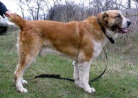 Питомник САО «Туркмен Випа-Ит» предлагает чистокровных щенков туркменских волкодавов (Алабай)