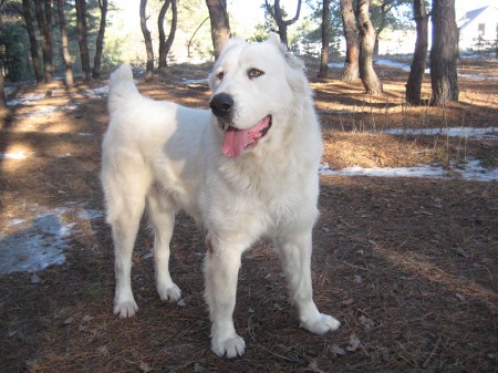 Питомник САО «Туркмен Випа-Ит» предлагает чистокровных щенков туркменских волкодавов (Алабай)