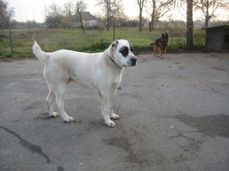 Питомник САО «Туркмен Випа-Ит» предлагает чистокровных щенков туркменских волкодавов (Алабай)