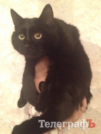 Шикарный черный кот ищет доброго компаньона