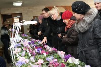 В Кременчуге на выставке фиалок представили около 500 видов цветов