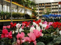 Где купить цветы к 8 марта по цене производителя