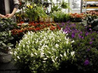Где купить цветы к 8 марта по цене производителя