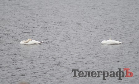 В Кременчуг прилетели лебеди (ФОТО)