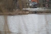 В Кременчуг прилетели лебеди (ФОТО)