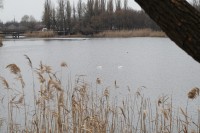 В Кременчуг прилетели лебеди (ФОТО)