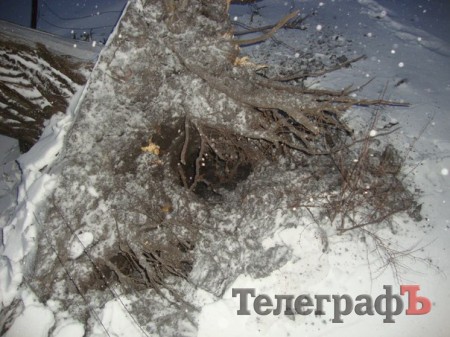 Из-за сильного ветра в Кременчуге большое дерево завалилось на магазин