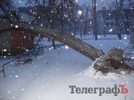 Из-за сильного ветра в Кременчуге большое дерево завалилось на магазин