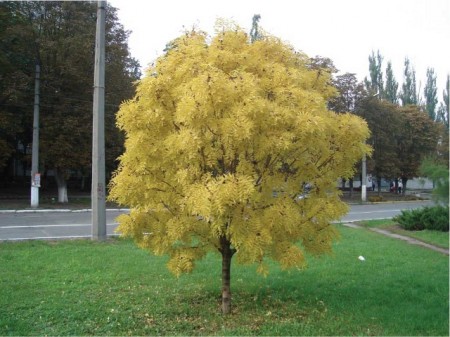 В Кременчуге посадят экзотические деревья