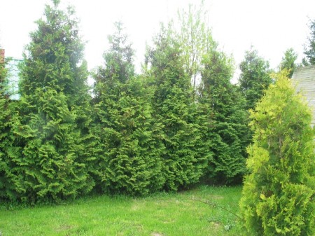 В Кременчуге посадят экзотические деревья