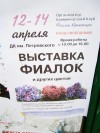 12-14 апреля в ГДК состоится выставка фиалок 12-14 апреля в ГДК состоится выставка фиалок
