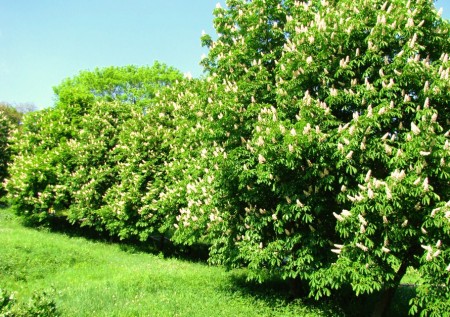 Без каштанів, проте з двома тисячами тюльпанів