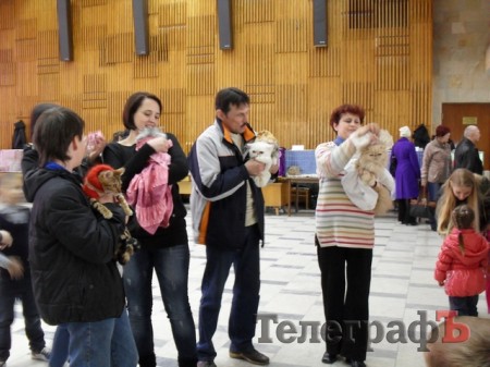 Без кота жизнь не та: в Кременчуге прошла выставка кошек