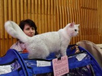 Без кота жизнь не та: в Кременчуге прошла выставка кошек