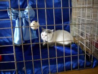 Без кота жизнь не та: в Кременчуге прошла выставка кошек