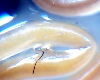 В кременчугской рыбе нашли новых паразитов, опасных для человека