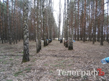 Как кременчужане собирают березовый сок