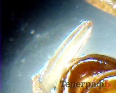 Ветеринарная инспекция прокомментировала находку нового паразитического червя в кременчугской рыбе