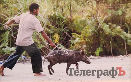 Последние из каннибалов