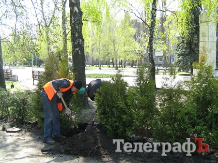 На бульваре Пушкина сажают самшит и крадут тюльпаны