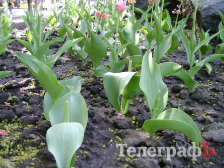 С клумбы у мемориала «Вечно живым» украли тюльпаны