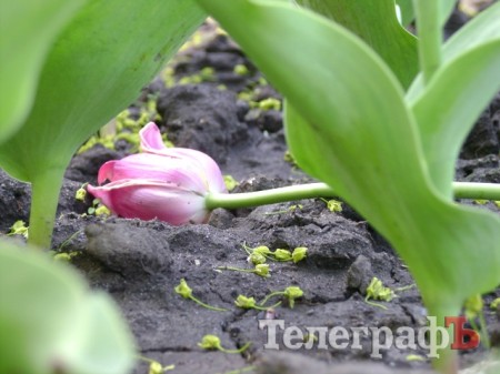 С клумбы у мемориала «Вечно живым» украли тюльпаны