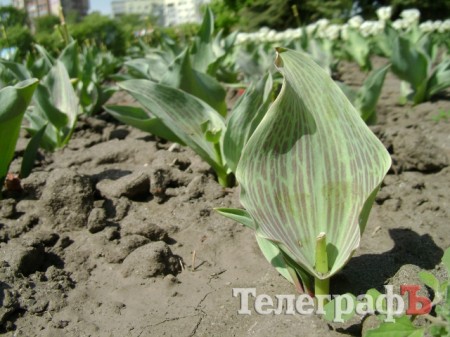 С клумбы у мемориала «Вечно живым» украли тюльпаны